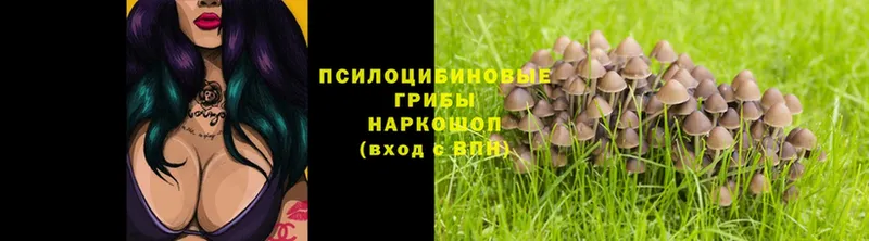 купить наркотики сайты  Калязин  Псилоцибиновые грибы Psilocybe 